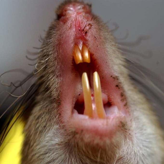 Дератизация крыс в Белгороде?